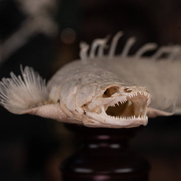 Senegal Bichir fish skeleton, Polypterus senegalus, Museum collection specimen  Oddities and curiosities  fully skeletonized fish  fish with exoskeleton, tough scales  Full fish skeleton fish with skeleton looks like Coelacanthiformes (Coelacanths)