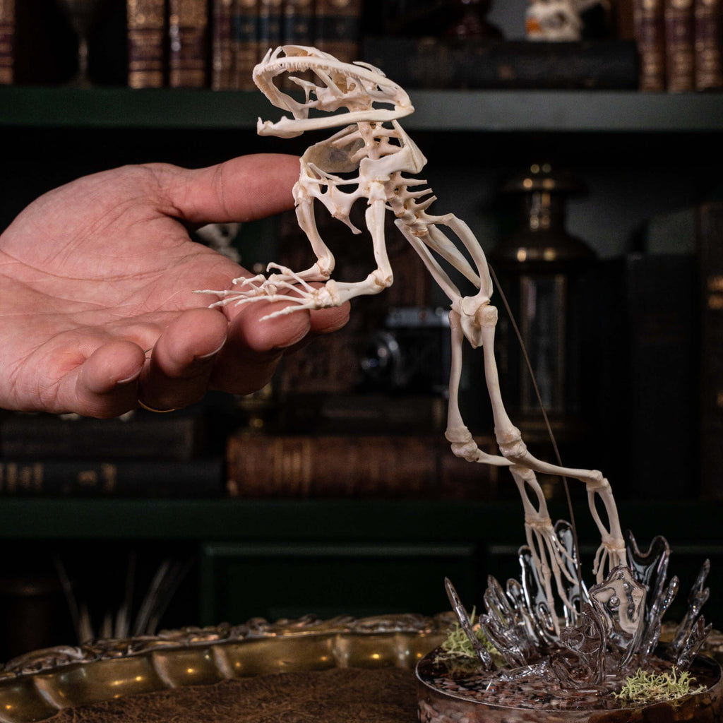 museum specimen collection bone collection, skeleton collection  oddities and curiosities  real frog skeleton resin diorama with water effect  real frog skeleton jumping out of water  museum grade specimen  craft grade skull skeleton  asian bullfrog