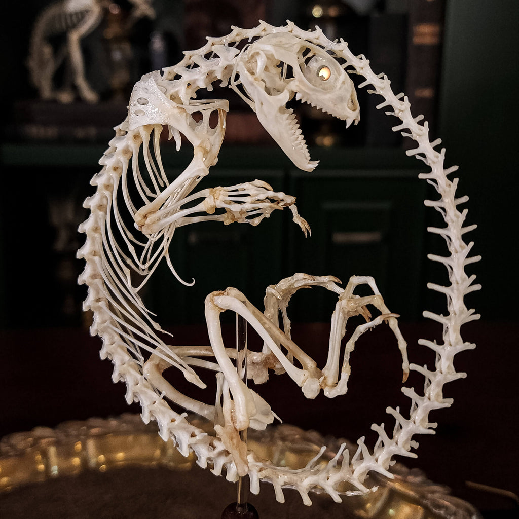 museum specimen collection, bone collection, skeleton collection,  oddities and curiosities,  real Butterfly Agama skeleton, real Dinosaur skeleton, real Dinosaur egg fossil, Dinosaur Embryo,  Reptile skeleton resemble dinosaur skeleton in fossil egg