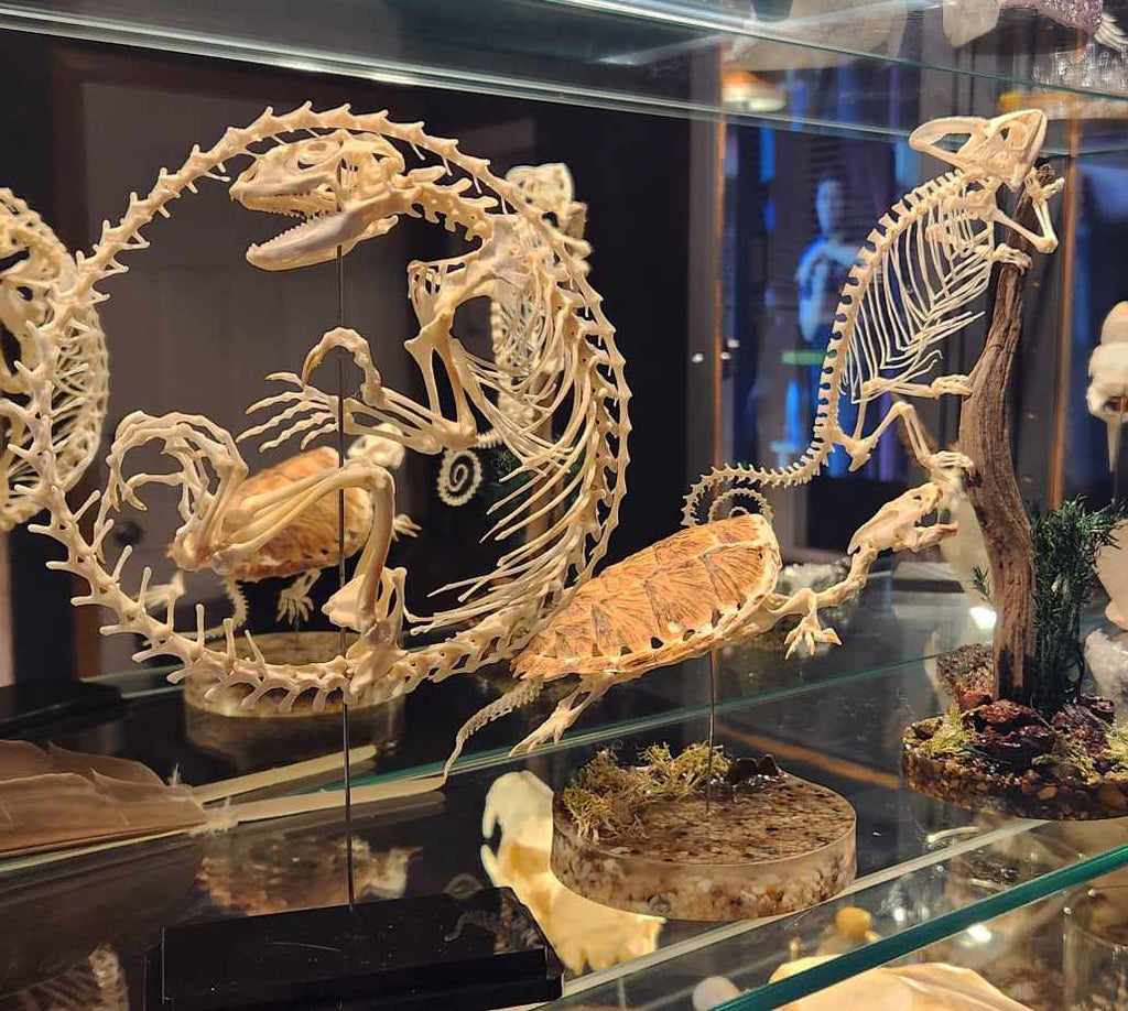 Dinosaur egg, turtle skeleton, chameleon skeleton