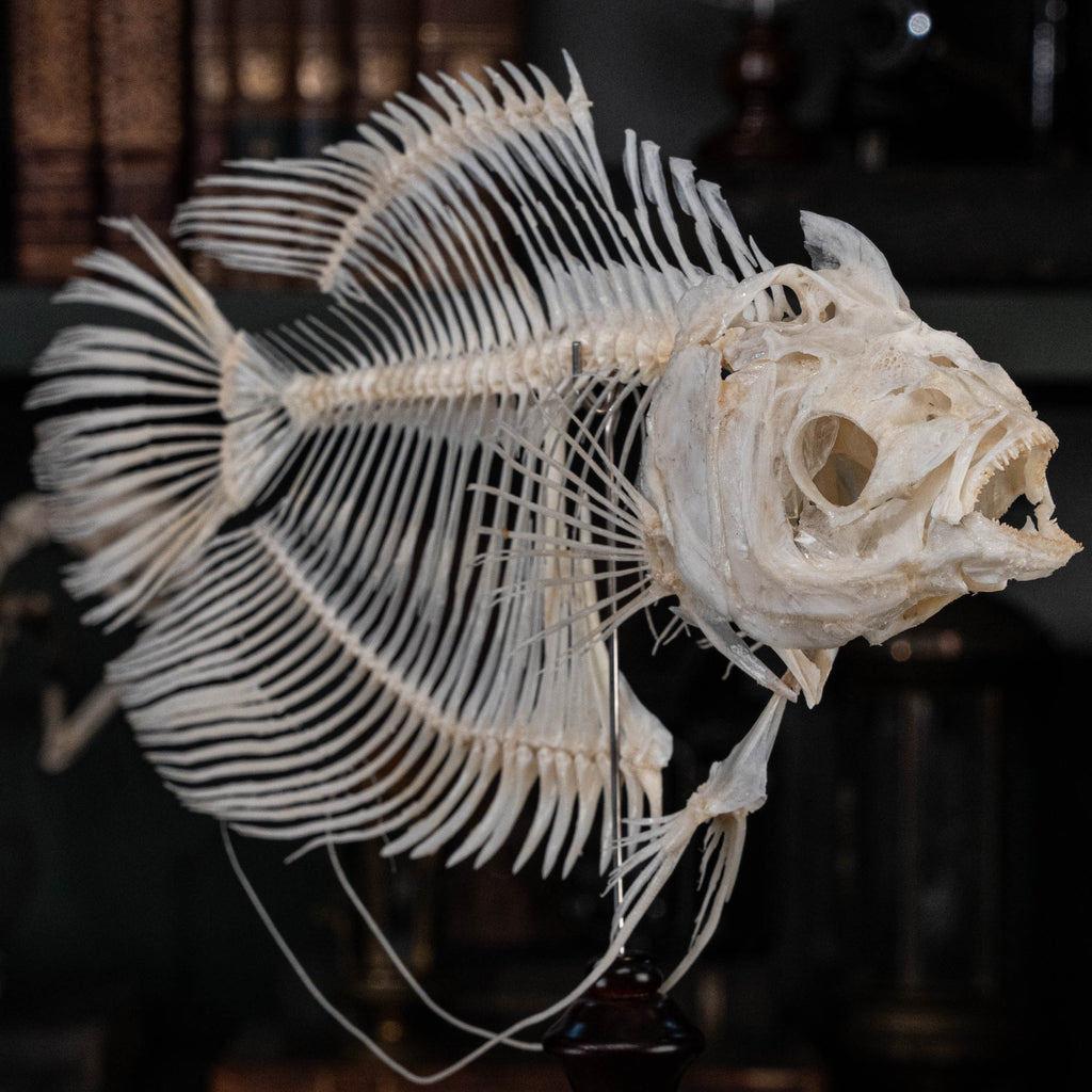 Elephan ear gourami, Giant gourami skeleton, monster fish bone collection, oddities and curiosities,  Real fish skeleton taxidermy,  real fish skull, trophy fish taxidermy,  fish anatomy,  Goth home decor, dark academia, vulture culture