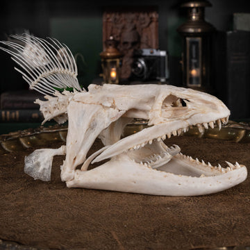 Giant Moray Eel (Gymnothorax javanicus) bone collection, skeleton collection, oddities and curiosities, Real moray eel skull, pharyngeal jaw, alien jaw, alien skull, monster fish teeth, moray eel taxidermy skeleton