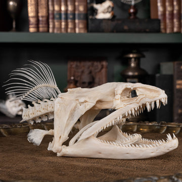 Giant Moray Eel (Gymnothorax javanicus) bone collection, skeleton collection, oddities and curiosities, Real moray eel skull, pharyngeal jaw, alien jaw, alien skull, monster fish teeth, moray eel taxidermy skeleton