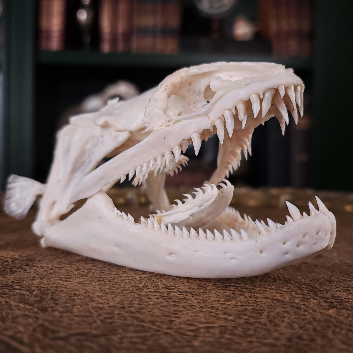 Real Moray Eel Skull 12 cm, Monster fish skeleton Taxidermy, Pharyngea ...