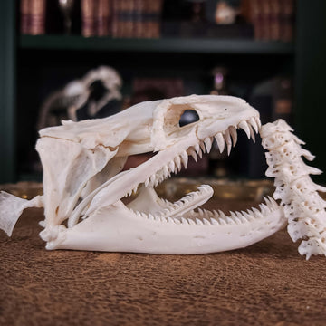 Giant Moray Eel (Gymnothorax javanicus) bone collection, skeleton collection  oddities and curiosities  Real moray eel skull with pharyngeal jaw like alien jaw  alien skull  moray eel with inner jaw  monster fish teeth  moray eel taxidermy skeleton