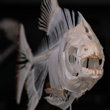 Pacu fish, piranha fish, monster fish bone collection, oddities and curiosities,  Real fish skeleton taxidermy,  real fish skull, trophy fish taxidermy,  fish anatomy,  Goth home decor, dark academia, vulture culture