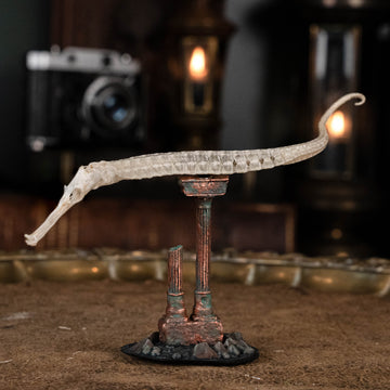 real pipefish skeleton, seahorse skeleton, alligator pipefish, Syngnathinae
bone collection,
oddities and curiosities, 
Real fish skeleton taxidermy, 
real fish skull,
trophy fish taxidermy, 
fish anatomy, 
Goth home decor, dark academia, vulture culture