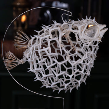 real pufferfish skeleton, fish taxidermy, pufferfish anatomy, museum specimen collection, bone collection,  skeleton collection,  oddities and curiosities