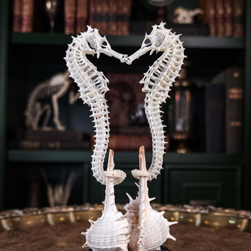 real seahorse skeleton, fish taxidermy, fish anatomy, wedding gift, couple gift, seahorse with tail curls around seashell