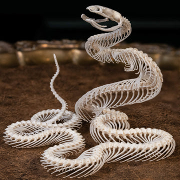 A meticulously articulated snake skeleton posed in a striking attack position, fangs bared and body coiled, showcasing its natural predatory stance. The intricate bone structure highlights the elegance of reptilian anatomy, perfect for collectors of osteology and gothic decor.