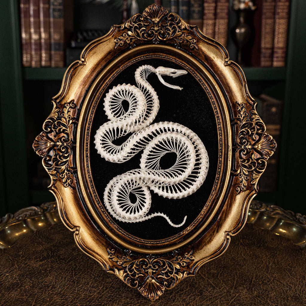 museum specimen collection, bone collection, skeleton collection,  oddities and curiosities,  gothic wall decoration, Real viper skeleton on Victorian Vintage Picture frame,  Venomous snake fangs, snake skeleton  snake anatomy,  real snake skull,