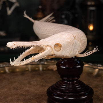 alligator gar, gar, monsterfish
bone collection, skeleton collection, 
oddities and curiosities, 
Real fish skeleton taxidermy, 
real fish skull,
trophy fish taxidermy, 
fish anatomy, 
predator fish,
Goth home decor, dark academia, vulture culture