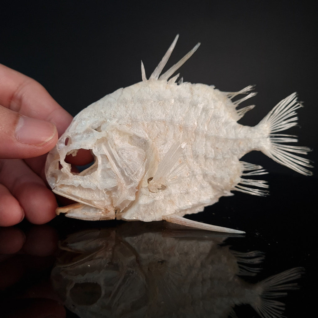 Monocentridae, fish that glows in the dark, exoskeleton, tough scales fish that looks like a pineapple full fish skeleton museum specimen collection bone collection, skeleton collection oddities and curiosities tripod fish