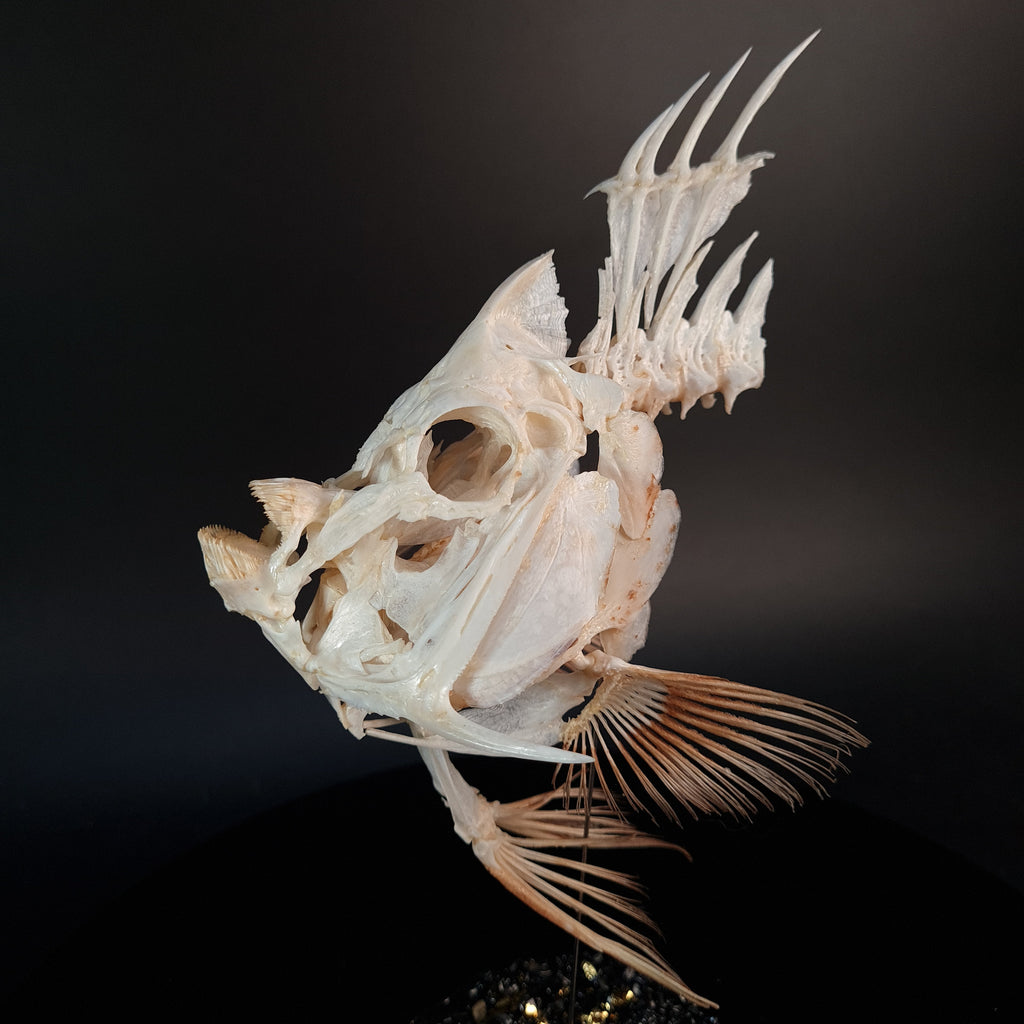 Real Emperor Angelfish Skull, fish taxidermy, Pomacanthus imperator