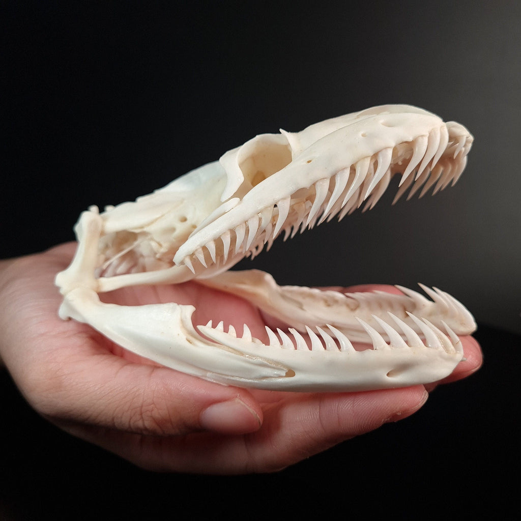 museum specimen collection bone collection, skeleton collection oddities and curiosities real snake skull real snake skeleton real python skull biggest snake snake jaw anatomy snake skull anatomy real python taxidermy anaconda skull