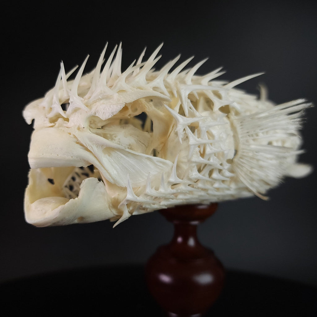 museum specimen collection bone collection, skeleton collection oddities and curiosities Real fish skeleton taxidermy real fish skull trophy fish taxidermy full fish skeleton fish anatomy fish spikes Porcupinefish skeleton Pufferfish Skeleton