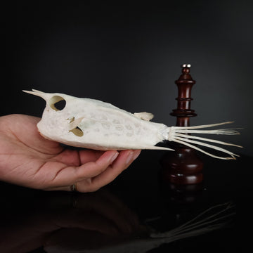 museum specimen collection bone collection, skeleton collection oddities and curiosities Real fish skeleton taxidermy real fish skull full fish skeleton fish anatomy Boxfish skeleton taxidermy Longhorn Cowfish skeleton