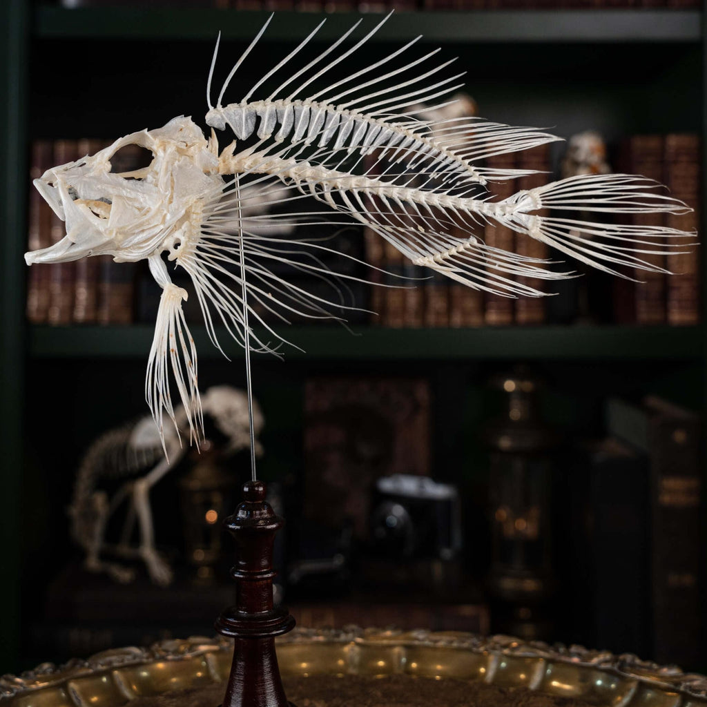 museum specimen collection bone collection, skeleton collection oddities and curiosities real fish taxidermy real lionfish skeleton lionfish taxidermy Pterois venomous marine fish real fish anatomy museum grade, craft grade skeleton