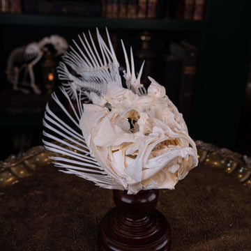 Stonefish skeleton,  Monsterfish, bone collection, skeleton collection,  oddities and curiosities,  Real fish skeleton taxidermy,  real fish skull, fish taxidermy, full fish skeleton,  Fish bone face,  Fish skull face,  real stonefish taxidermy,