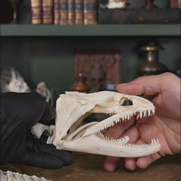 Giant Moray Eel (Gymnothorax javanicus) bone collection, skeleton collection, oddities and curiosities, Real moray eel skull, pharyngeal jaw, alien jaw, alien skull, monster fish teeth, moray eel taxidermy skeleton