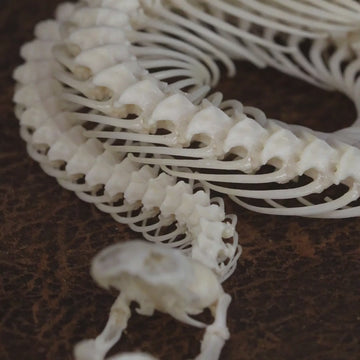 museum specimen collection, bone collection, skeleton collection, oddities and curiosities, gothic wall decoration, Real viper skeleton on Victorian Vintage, Venomous snake fangs, snake skeleton, snake anatomy, real snake skull, Snake fang,