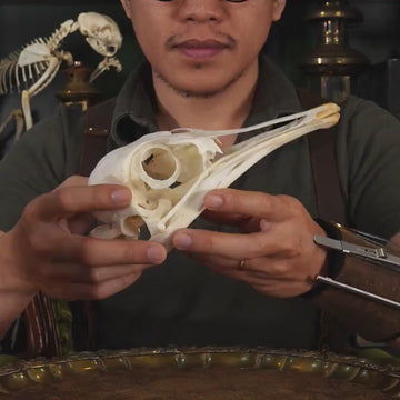 Real Ostrich Skull, skeleton, taxidermy, biggest bird anatomy