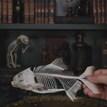 Pacu fish, piranha fish, monster fish bone collection, oddities and curiosities,  Real fish skeleton taxidermy,  real fish skull, trophy fish taxidermy,  fish anatomy,  Goth home decor, dark academia, vulture culture