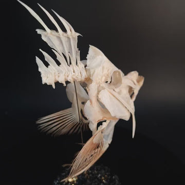 Real Emperor Angelfish Skull, fish taxidermy, Pomacanthus imperator