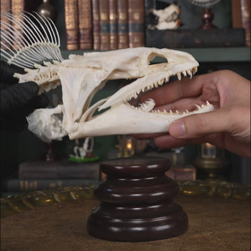 Giant Moray Eel (Gymnothorax javanicus) bone collection, skeleton collection, oddities and curiosities, Real moray eel skull, pharyngeal jaw, alien jaw, alien skull, monster fish teeth, moray eel taxidermy skeleton