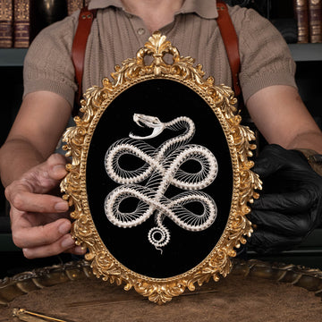 Snake skeleton intricately posed in a Celtic knot pattern, mounted on an ornate vintage frame. Perfect for Gothic taxidermy, dark academia decor, or symbolic wall art. A unique blend of natural history and Celtic symbolism, ideal for oddities collections