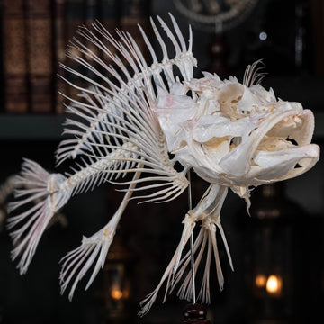 museum specimen collection
bone collection, skeleton collection 
oddities and curiosities 
Real fish skeleton taxidermy 
real fish skull
trophy fish taxidermy 
full fish skeleton 
fish anatomy 
fish spikes
predator fish specimen
Monsterfish skull