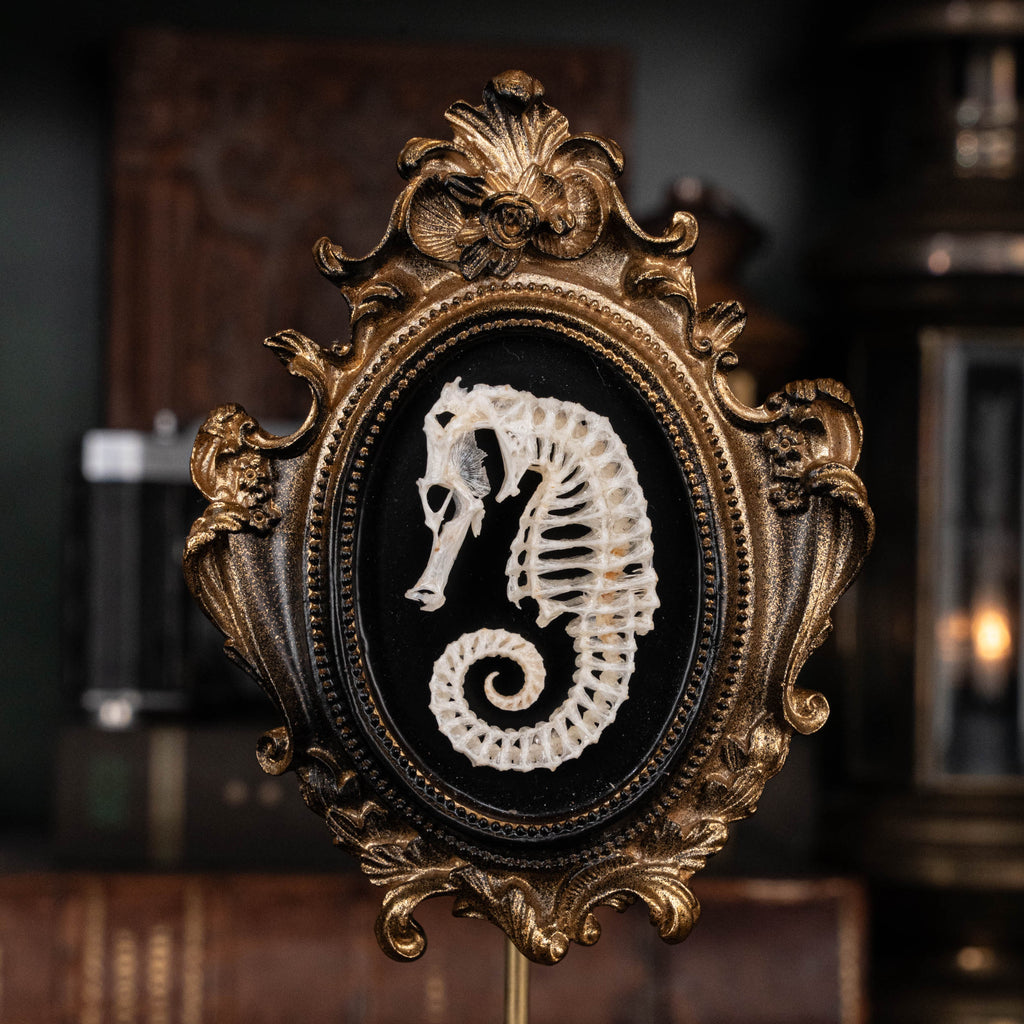 Seahorse skeleton mounted on an ornate vintage frame, showcasing intricate marine bones. Ideal for nautical decor, marine taxidermy, or Gothic wall art. Photographed with elegant detail, perfect for curio cabinets or ocean-inspired collections