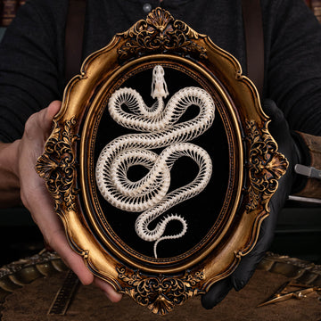 A beautifully preserved snake skeleton mounted on an ornate antique Gothic frame. The intricate skeletal details are complemented by the dark, vintage aesthetic of the frame, creating a striking piece of Gothic wall art. Perfect for vintage home decor or curio cabinet displays, this creepy art piece is photographed against a moody, dark background to enhance its dramatic appeal.