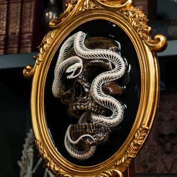 A meticulously articulated snake skeleton coils around a human skull, both elegantly mounted on a Gothic frame. The delicate, sinuous bones of the serpent wrap tightly around the skull, symbolizing death, rebirth, and eternity. This macabre yet sophisticated display blends dark academia aesthetics, natural history, and occult symbolism, making it a hauntingly beautiful centerpiece for any curio cabinet, gothic art collection, or Victorian-inspired interior. The intricate skeletal details and shadowed frame 