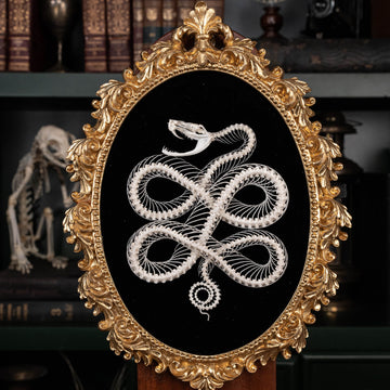 Snake skeleton intricately posed in a Celtic knot pattern, mounted on an ornate vintage frame. Perfect for Gothic taxidermy, dark academia decor, or symbolic wall art. A unique blend of natural history and Celtic symbolism, ideal for oddities collections